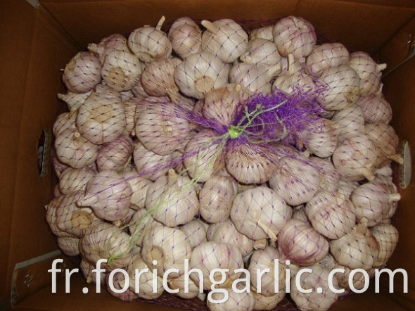 Normal White Garlic